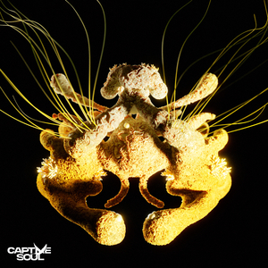 免费观看调教网
